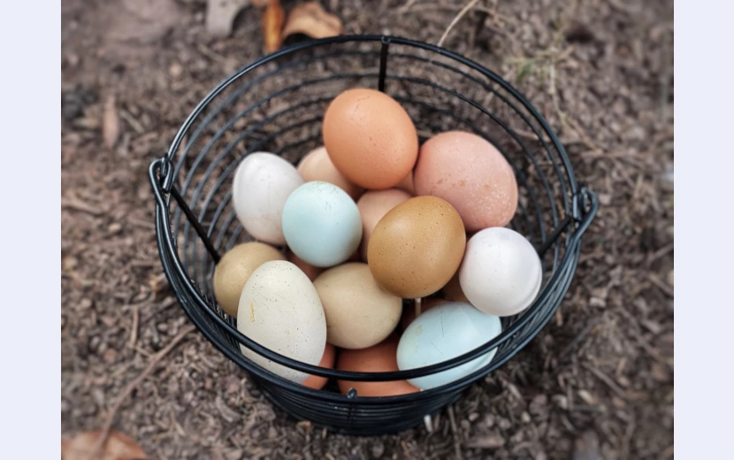 farm-fresh-eggs