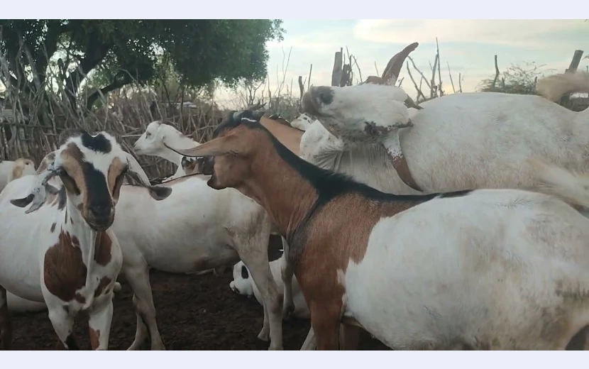 somali-goats